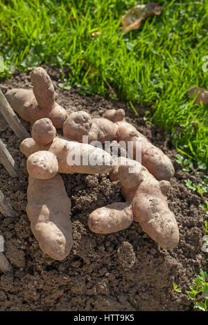 Apple Sapin rose Pommes de terre (Solanum tuberosum). Banque D'Images