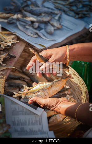Femme vendant du poisson séché de Goa à Mapusa, marché de détail main Banque D'Images