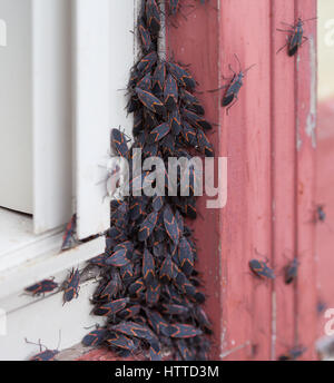 Un grand groupe de fort ancien (Boisea trivittata) bugs nouveaux après avoir hiberné pendant l'hiver Banque D'Images