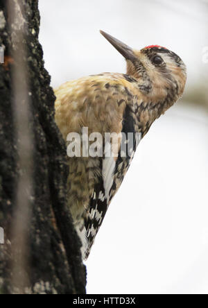 Jeunes Pic maculé (Sphyrapicus varius) sur le côté d'un érable à sucre Banque D'Images