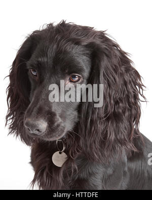 Photo de la tête d'un jeune chien de travail noir de cocker, spaniel, regardant l'appareil photo sur fond blanc Banque D'Images