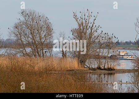 Grands Cormorans (Phalacrocorax carbo) se percher à l'Ellbe, Hambourg, Allemagne, Europe Banque D'Images
