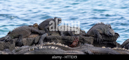 Plusieurs iguanes marins (Amblyrhynchus cristatus) et un crabe Sally Lightfoot (Grapsus grapsus) reposant sur la roche de lave de la côte des îles Galapagos. Banque D'Images