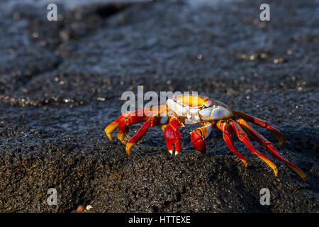 Brillamment colorées Sally Lightfoot crab (Grapsus grapsus) dans les îles Galapagos. Banque D'Images