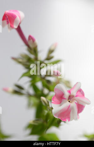 Rose et blanc à rayures bonbon fleur phlox still life Jane Ann Butler Photography JABP1881 Banque D'Images