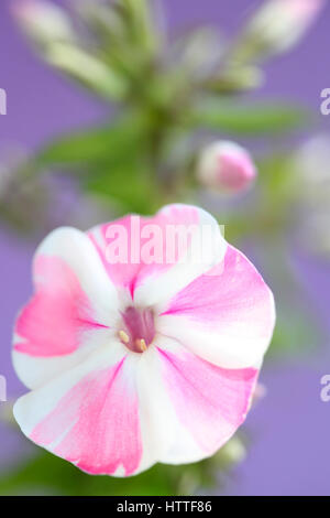 Rose et blanc à rayures bonbon fleur phlox still life Jane Ann Butler Photography JABP1886 Banque D'Images