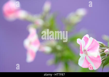 Rose et blanc à rayures bonbon fleur phlox still life Jane Ann Butler Photography JABP1885 Banque D'Images