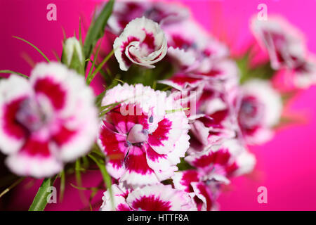 Sweet William rose et blanc rose sur tige - langage des fleurs 'bravoure' 'le sourire' Jane Ann Butler Photography JABP1878 Banque D'Images