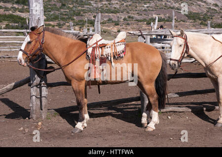 Vêtu du costume traditionnel de chevaux de selle gaucho avec mouton Banque D'Images