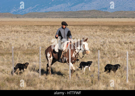 Gaucho à cheval sur la féceline dans un champ avec des chiens, la vie quotidienne en Patagonie, Argentine Banque D'Images