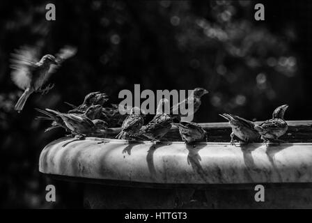 Oiseaux boire d'une fontaine à eau au Maroc Banque D'Images