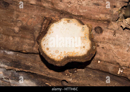 Motif champignon naturel sur l'arbre log in Spreng. Banque D'Images