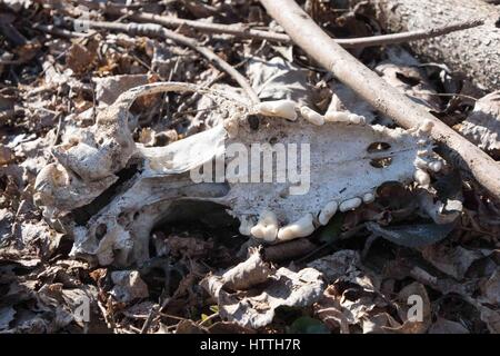 Un crâne dans la forêt sur les Leafs. Vieux chien crâne dans l'herbe. Fang. Chien canine de découpe avec dents de scie du crâne. Banque D'Images