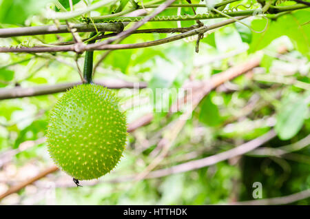 Gac vert printemps, fruits de concombre amer ou Momordica Cochinchinensis Spreng sur l'arbre en Thailande Banque D'Images