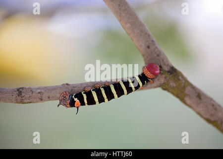 Sphinx Tetrio Pseudosphinx tetrio () Trinité-et-Tobago Banque D'Images