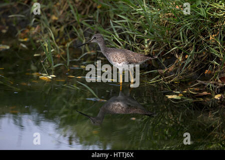 Grand Chevalier (Tringa melanoleuca) Trinité-et-Tobago Banque D'Images