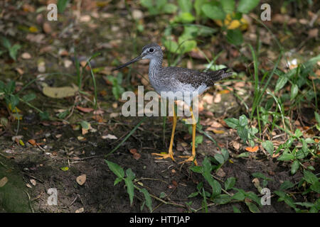 Grand Chevalier (Tringa melanoleuca) Trinité-et-Tobago Banque D'Images