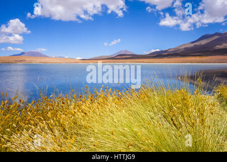 Dans l'Altiplano sud Lipez laguna reserva Eduardo Avaroa, Bolivie Banque D'Images