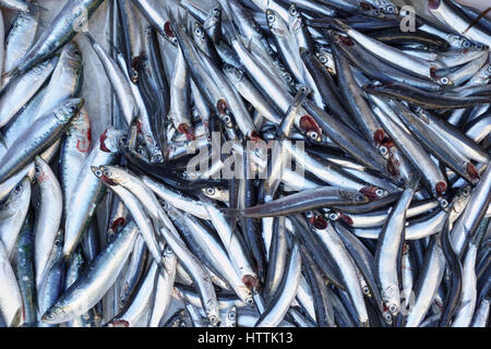 Fresh'anchois (Engraulis encrasicolus) en vente dans un marché aux poissons. Banque D'Images