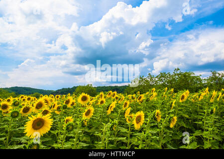 Champs de tournesols dans la vallée de la dordogne perigord Frane Banque D'Images