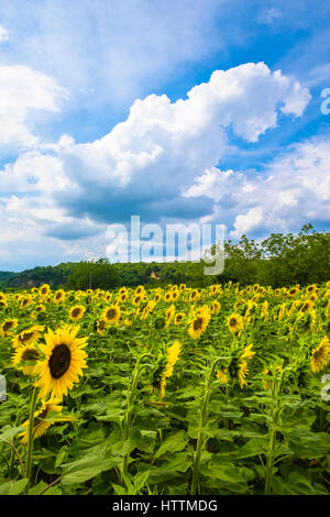 Champs de tournesols dans la vallée de la dordogne perigord Frane Banque D'Images