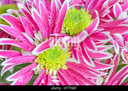 Pétales blanc et rose vif flowerheads gerbera Banque D'Images