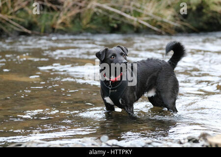 Patterdale Terrier Noir, chien jouant dans Blaenau Ffestiniog, ruisseau dans le Nord du Pays de Galles Banque D'Images