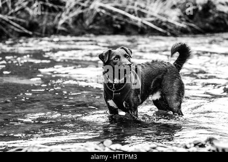 Patterdale Terrier Noir, chien jouant dans Blaenau Ffestiniog, ruisseau dans le Nord du Pays de Galles Banque D'Images