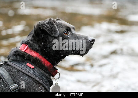 Patterdale Terrier Noir, chien jouant dans Blaenau Ffestiniog, ruisseau dans le Nord du Pays de Galles Banque D'Images