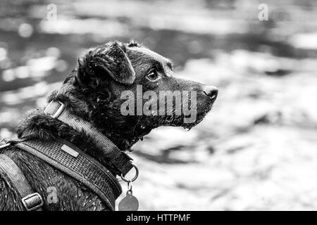 Patterdale Terrier Noir, chien jouant dans Blaenau Ffestiniog, ruisseau dans le Nord du Pays de Galles Banque D'Images