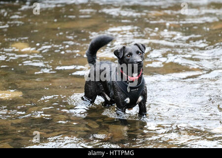 Patterdale Terrier Noir, chien jouant dans Blaenau Ffestiniog, ruisseau dans le Nord du Pays de Galles Banque D'Images