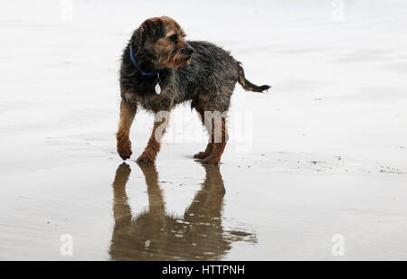 Vieux Chien Border Terrier, sur la plage dans le Nord du Pays de Galles Banque D'Images