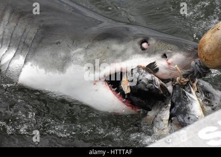 Grand requin blanc, Afrique du Sud Banque D'Images