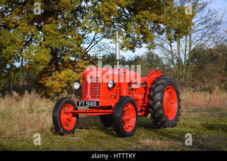 1955 David Brown 25D tracteur Vintage Banque D'Images