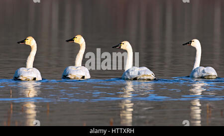 Quatre cygne nageant ensemble sur le lac , reposant sur leur migration vers le sud Banque D'Images