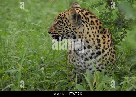 Leopard bébé dans le pinceau de l'Afrique du Sud Banque D'Images