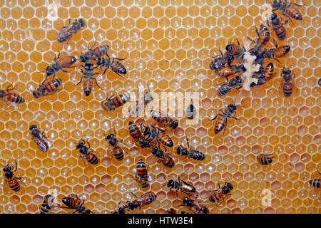 Ruche d’abeilles, miel Banque D'Images