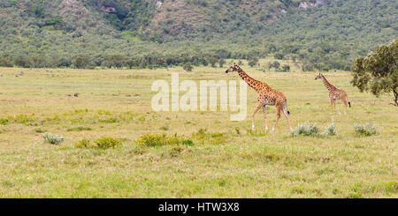 Les Girafes de la faune en safari dans le Parc National de Hell's Gate au Kenya. Banque D'Images
