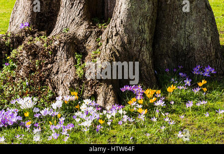 Crocus afficher à la base de l'arbre, Chartwell, Kent, UK Banque D'Images