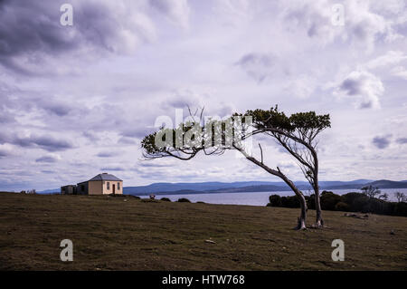 Chambre avec arbre à Darlington sur Maria Island, Tasmanie, Australie Banque D'Images