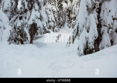 Snowboard femme dans la neige couverts de pins Banque D'Images