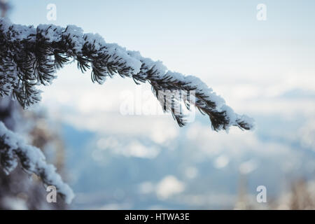 Close up of pine tree branch Banque D'Images