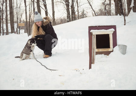 Woman petting jeune chien de Sibérie Banque D'Images