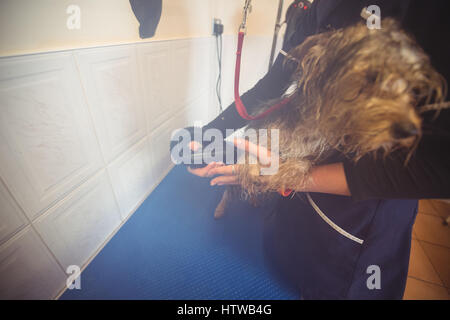 Femme à l'aide de cheveux sur dog après lavage Banque D'Images