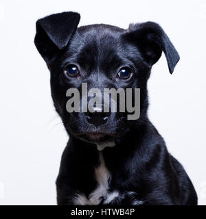 Chiot femelle de race mixte à la caméra en studio portrait Banque D'Images