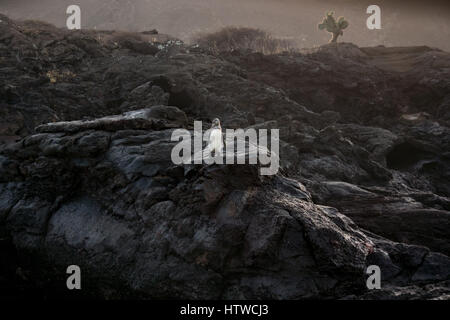 Îles Galápagos (Spheniscus mendiculus) debout sur la roche de lave l'autre avec un géant Cactus (Opuntia echios variation gigantea) dans l'arrière-plan. Banque D'Images