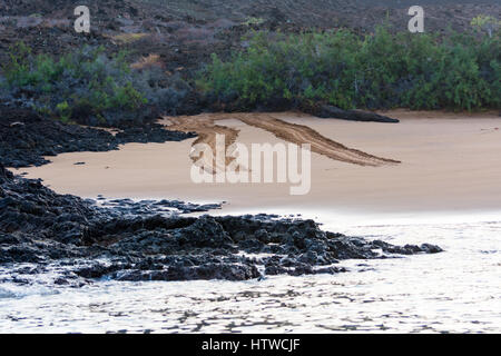 Les voies des tortues de mer la plage marquée dans les îles Galapagos. Banque D'Images