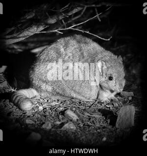 Bettong creusant (Bettongia lesueur) Banque D'Images