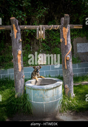 Chien à la recherche dans un puits d'eau Banque D'Images