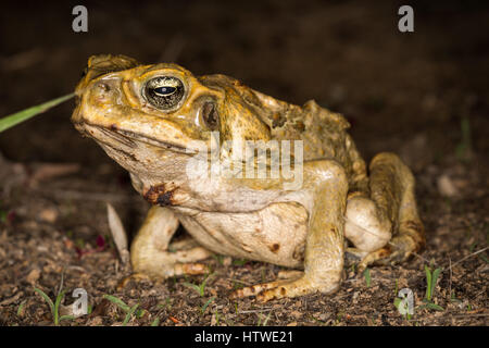 Cane Toad (Rhinella marina) Banque D'Images